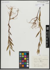 Foto von Salix alba L.